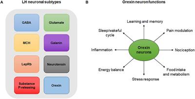 The Lateral Hypothalamus: An Uncharted Territory for Processing Peripheral <mark class="highlighted">Neurogenic Inflammation</mark>